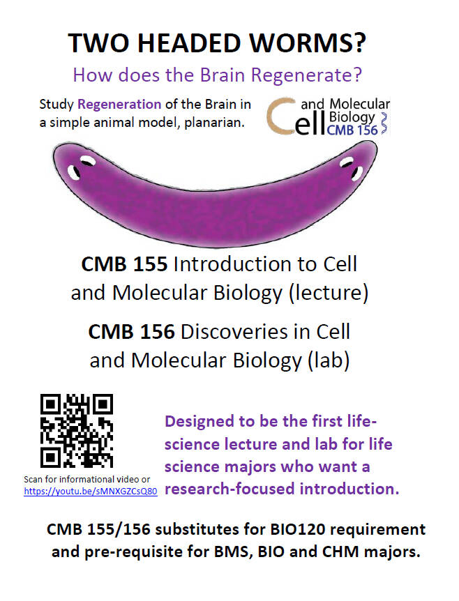 Flyer for CMB 155/156.